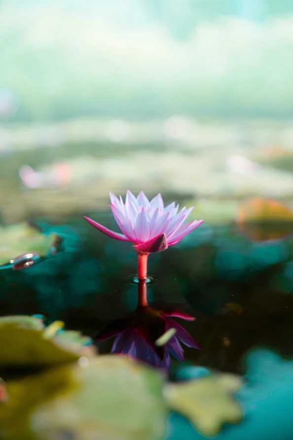 《莲花》手机壁纸-粉红色壁纸-莲家庭背景-睡莲莲「哲风壁纸」