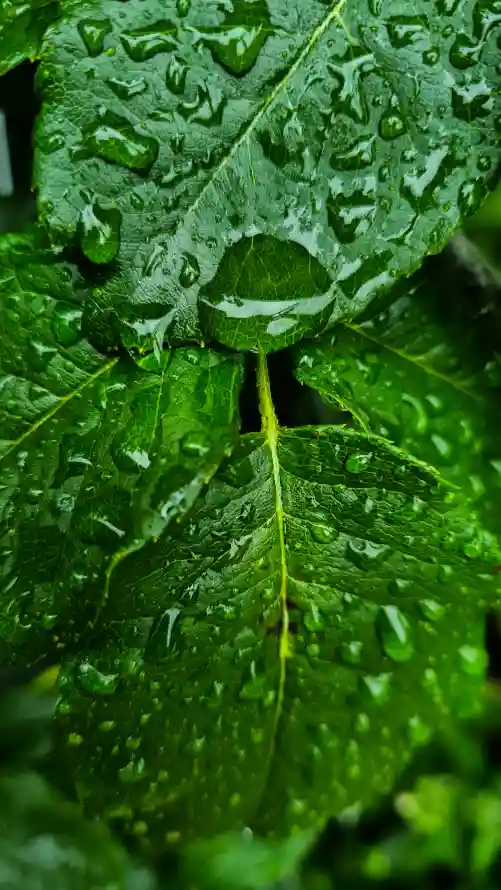 4k绿色的壁纸 - 草 - 叶蔬菜 - 陆地上的植物「哲风壁纸」