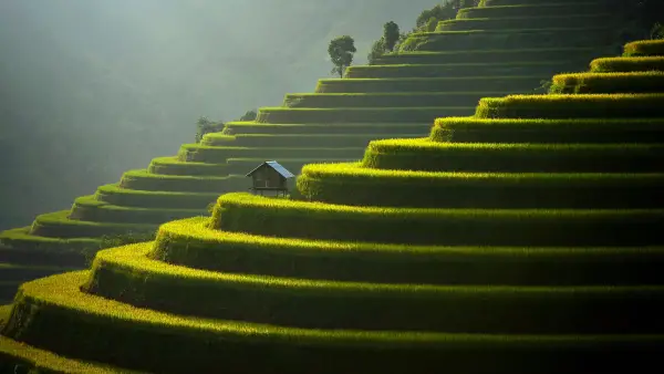 4k亚洲壁纸-水稻梯田 - 场地-农产品（植物）「哲风壁纸」