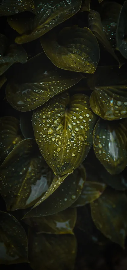 《液体》手机壁纸-湿气背景-和阴影的色彩-关闭了「哲风壁纸」