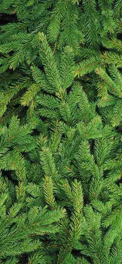 4k地被壁纸 - 苹果 - Fir - Ios「哲风壁纸」