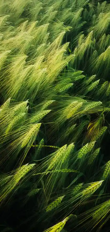 4k农业壁纸 - 草 - 地被 - 植被「哲风壁纸」