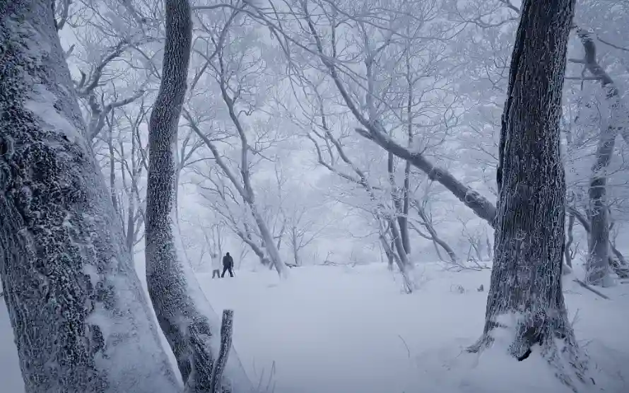 1k雾凇壁纸-积雪森林壁纸和雪天森林-壁纸分享「哲风壁纸」