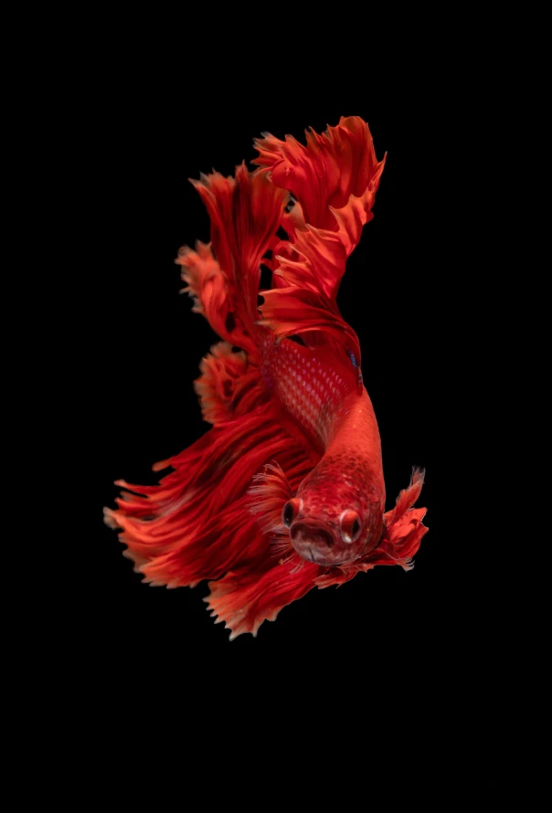 4k肌肉壁纸 - 艺术 - 鲨鱼 - 水族馆「哲风壁纸」