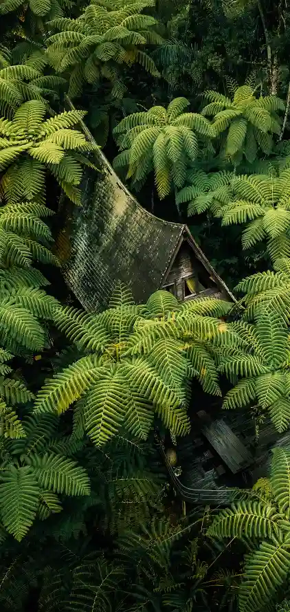 《植被》手机壁纸-植物群背景-温带针叶林背景-鸵鸟蕨类植物「哲风壁纸」