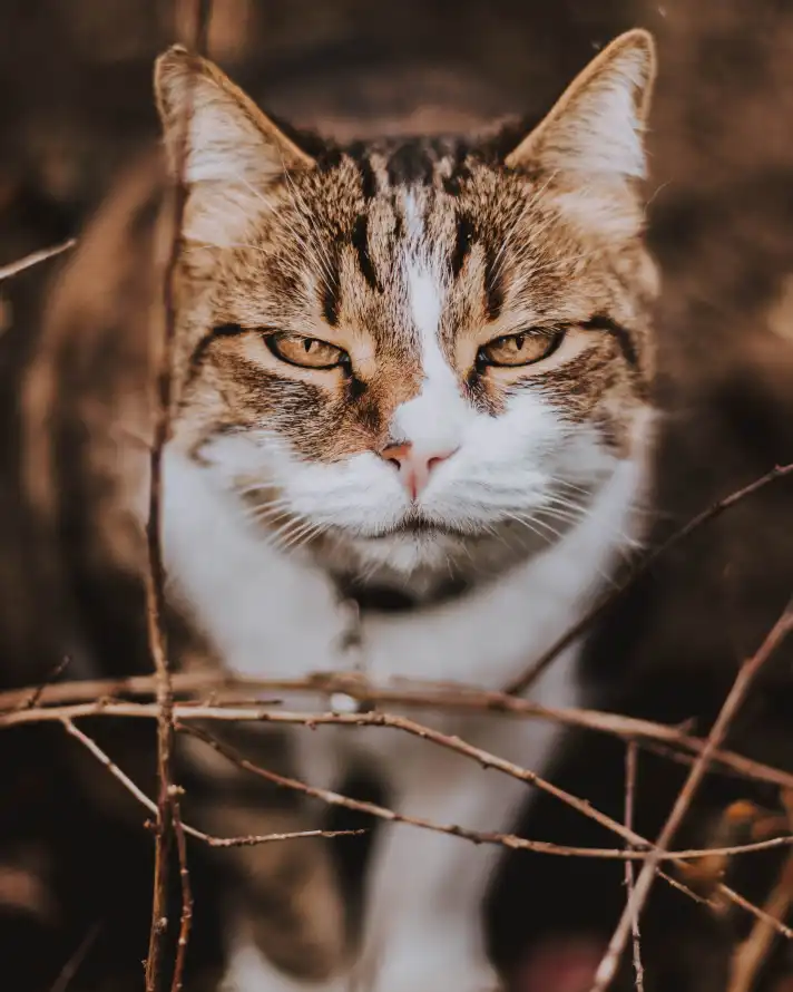 《胡须》手机壁纸-大花猫-爱琴的猫-欧洲短毛猫「哲风壁纸」