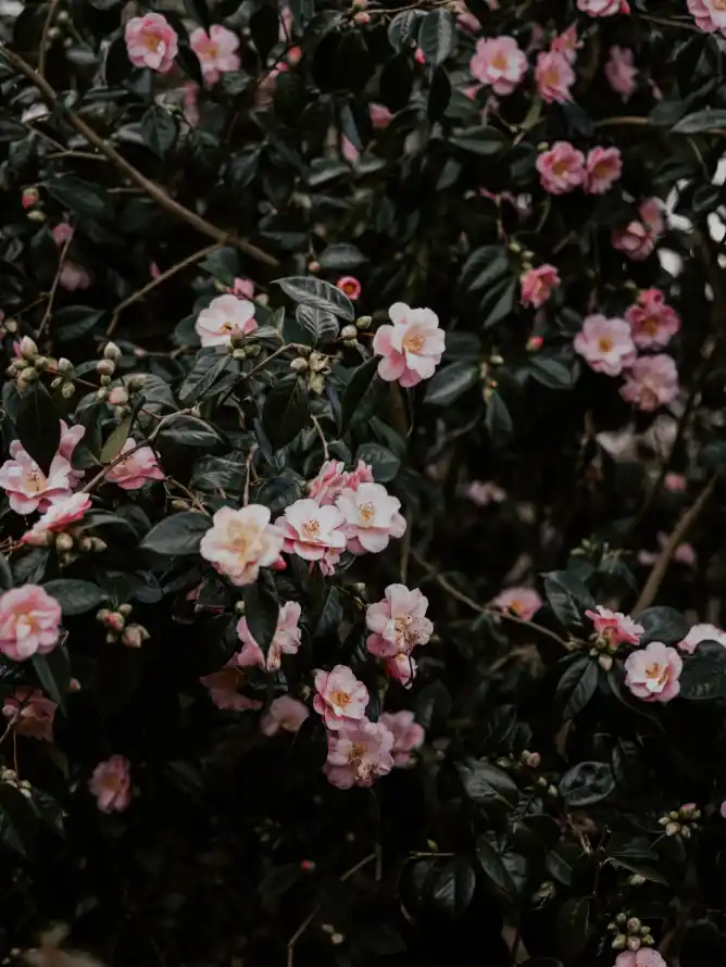 4k粉红色壁纸 - 茶 - 日本山茶 - 显花植物「哲风壁纸」