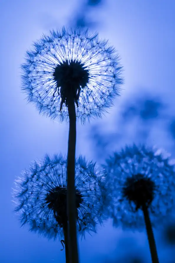 《一天》手机壁纸-纹理图片-蒲公英壁纸-一天「哲风壁纸」