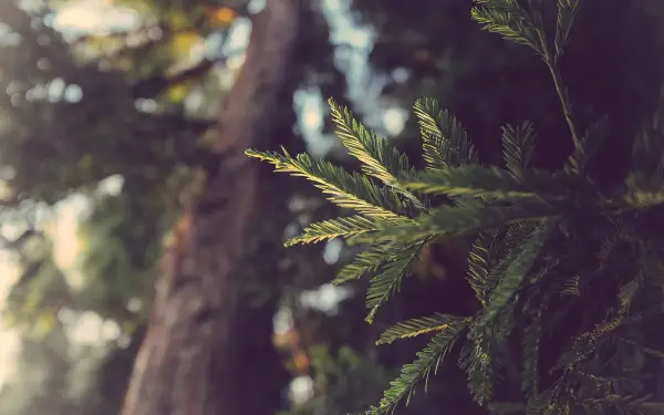 2k植物壁纸-针叶树 - 红木-壁纸推荐「哲风壁纸」