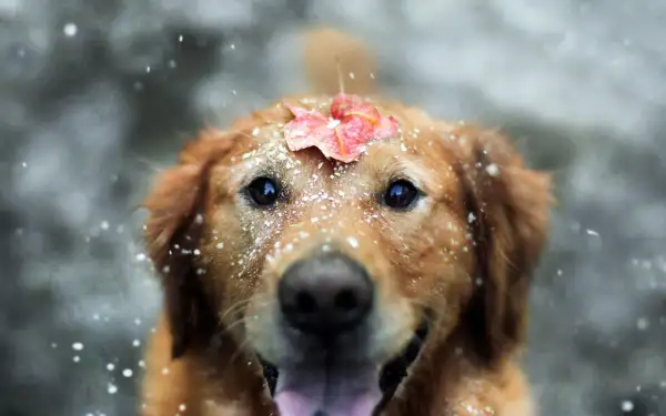 2k动物壁纸-寒冷的壁纸和雪-拉布拉多猎犬免费下载「哲风壁纸」