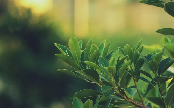 2k散景壁纸-绿色的 - 植物-免费下载「哲风壁纸」