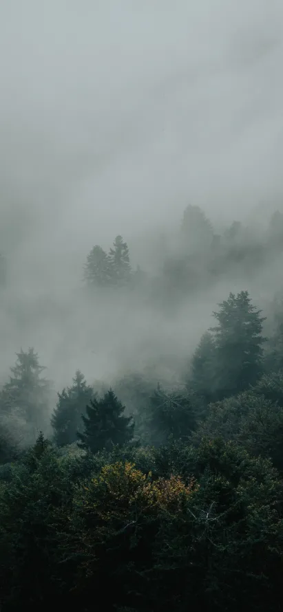 《木本植物》手机壁纸-雾背景-自然景观图片-木本植物「哲风壁纸」