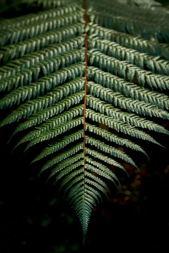 4k性质壁纸 - 植被 - 绿色的 - 植物干「哲风壁纸」