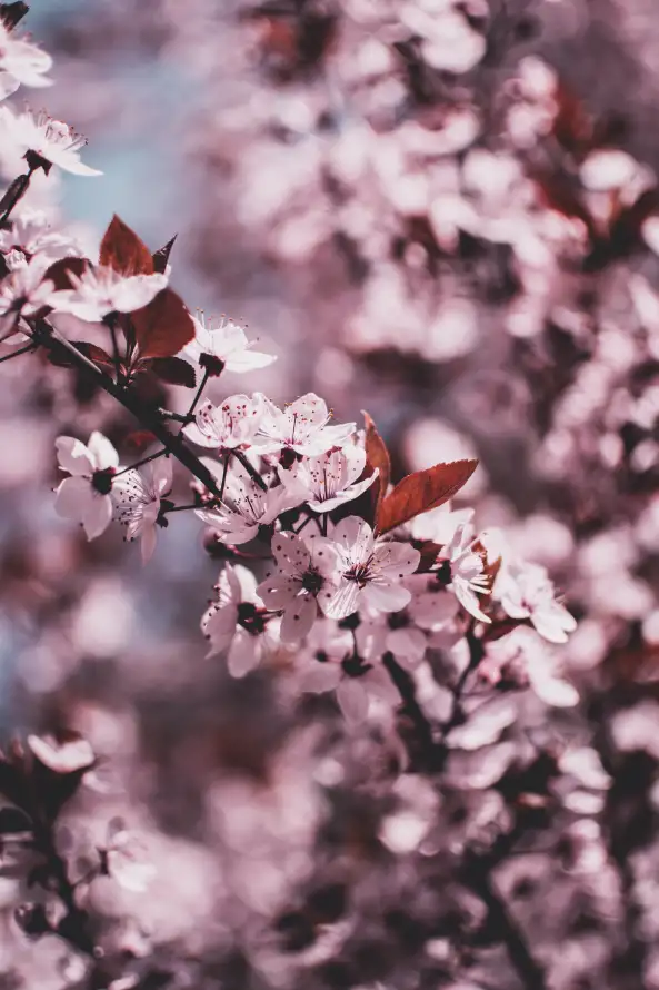 《弹簧》手机壁纸-开花背景-樱花壁纸-粉红色「哲风壁纸」