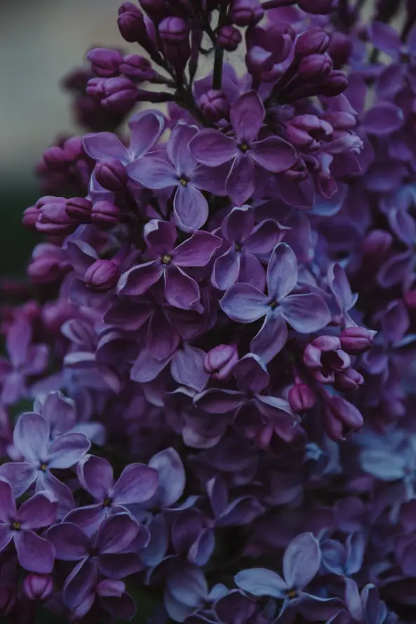 4k工厂壁纸 - 弹簧 - 紫色的 - 显花植物「哲风壁纸」