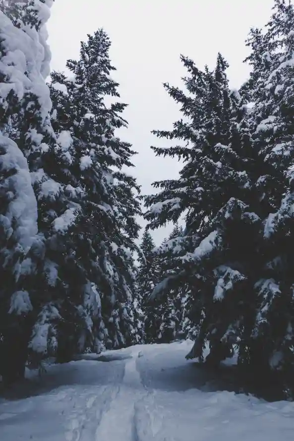 4k冬天壁纸 - 冻结 - 森林 - Fir「哲风壁纸」