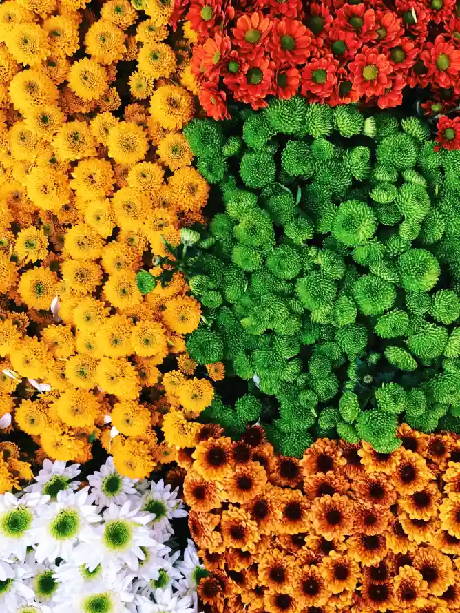 4k地毯壁纸 - 地被 - 工厂 - 植被「哲风壁纸」