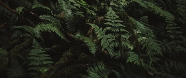 5k树叶壁纸-绿色的和森林-蕨类植物热门的壁纸「哲风壁纸」