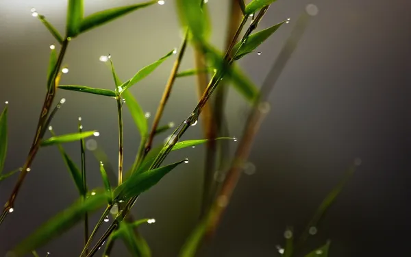 2k植物壁纸-水滴与树叶-免费下载「哲风壁纸」