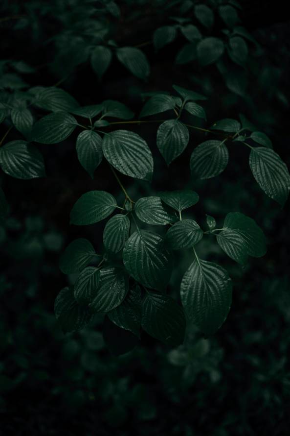 4k地被壁纸 - 植被 - 盆栽 - 绿色的「哲风壁纸」
