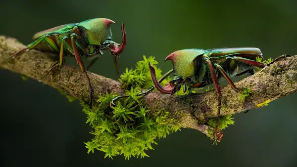 4k特写壁纸-甲虫 - 苔藓-热门的壁纸「哲风壁纸」