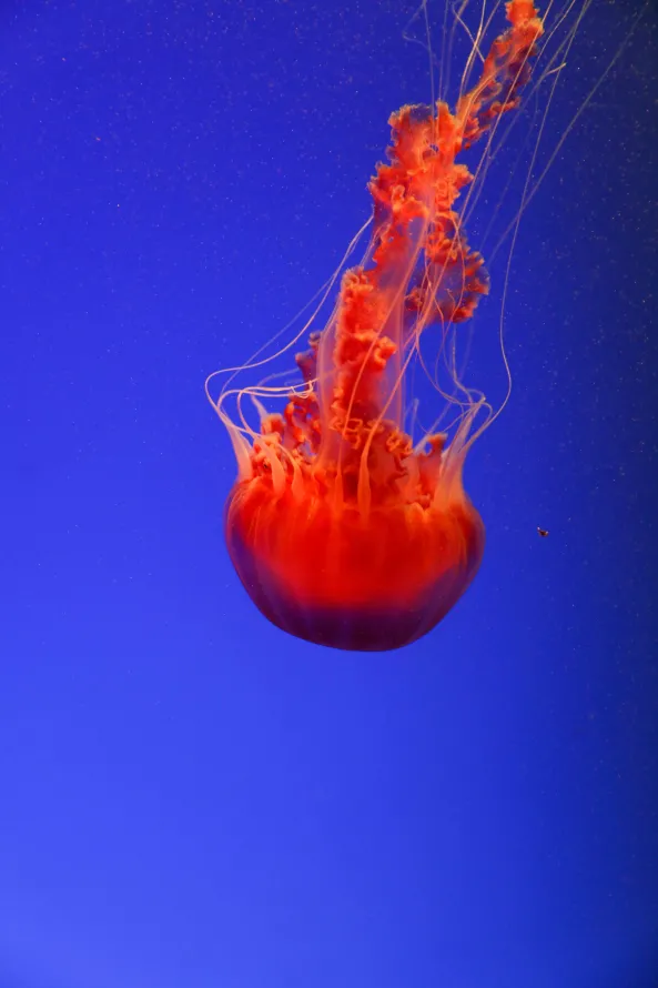 《水母》手机壁纸-浮游生物背景-海洋生物学壁纸-刺胞动物门「哲风壁纸」