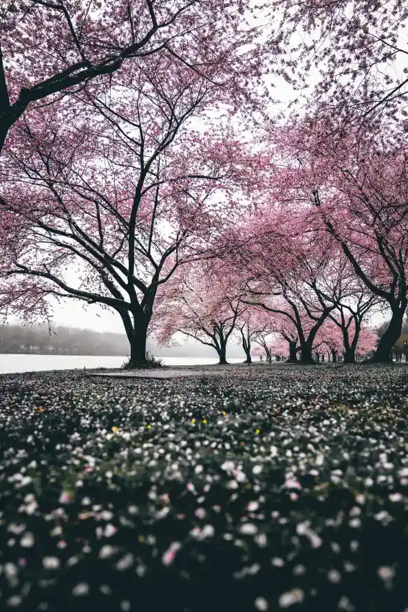 《弹簧》手机壁纸-开花背景-樱花图片-粉红色「哲风壁纸」