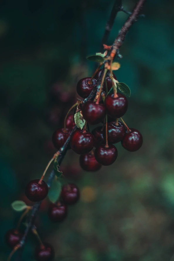 《食品》手机壁纸-树枝图片-加仑背景-木本植物「哲风壁纸」