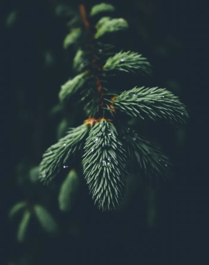 4k云杉壁纸 - 工厂 - 红松 - Fir「哲风壁纸」