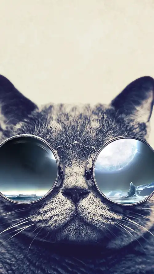 4k天空壁纸 - 小猫 - 猫科 - 胡须「哲风壁纸」