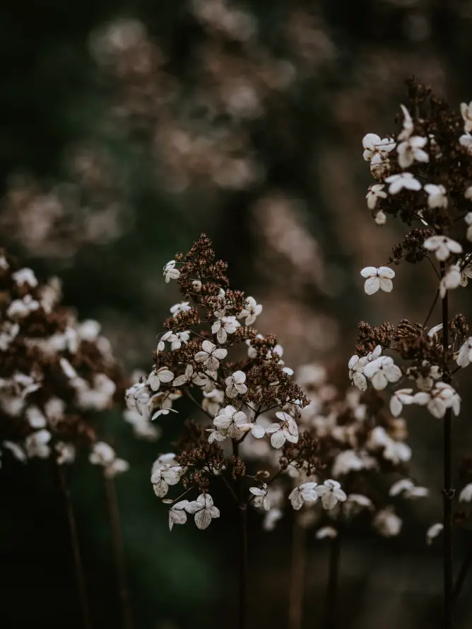 《弹簧》手机壁纸-野花背景-开花-显花植物「哲风壁纸」