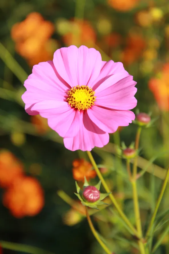 4k粉红色壁纸 - 硫宇宙 - 显花植物 - 花园宇宙「哲风壁纸」