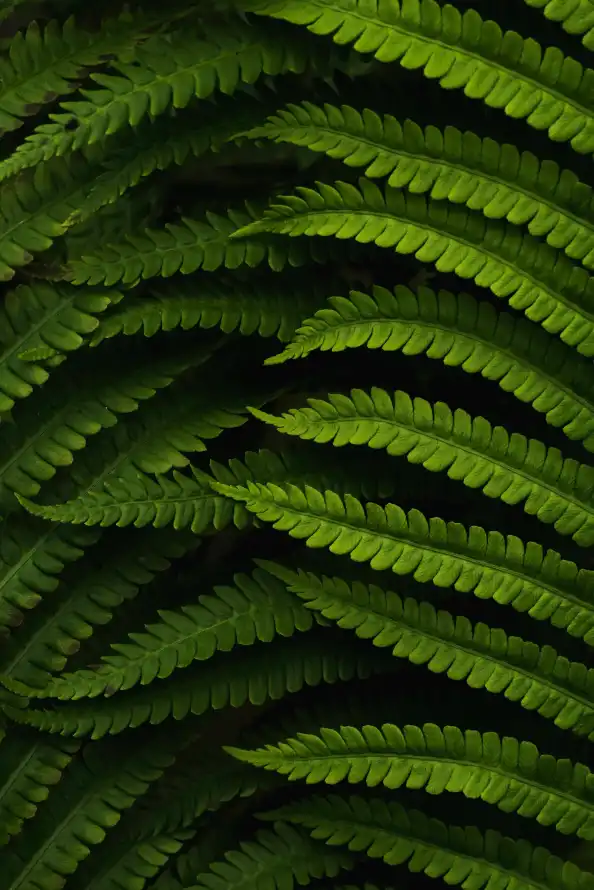 《植被》手机壁纸-绿色的背景-蕨类植物壁纸-鸵鸟蕨类植物「哲风壁纸」