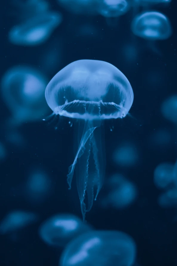 4k天空壁纸 - 水母 - 能源 - 生物学「哲风壁纸」