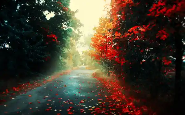 Favorite Image