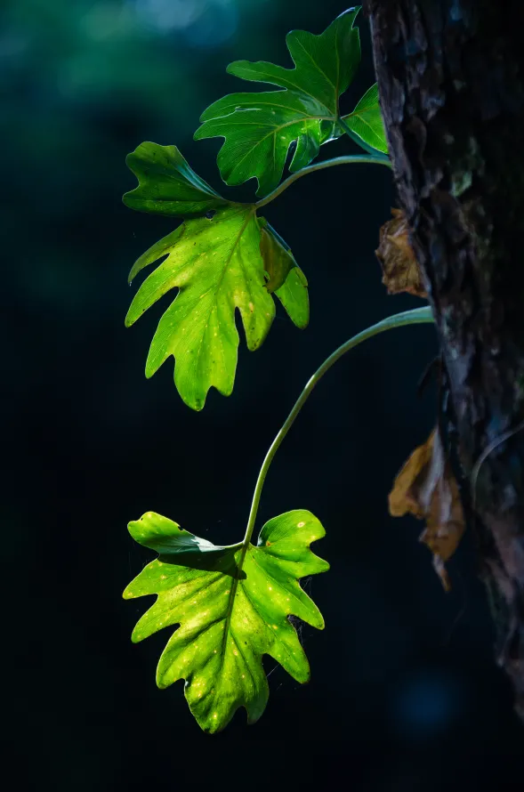 《绿色的》手机壁纸-植物干-显花植物-陆地上的植物「哲风壁纸」