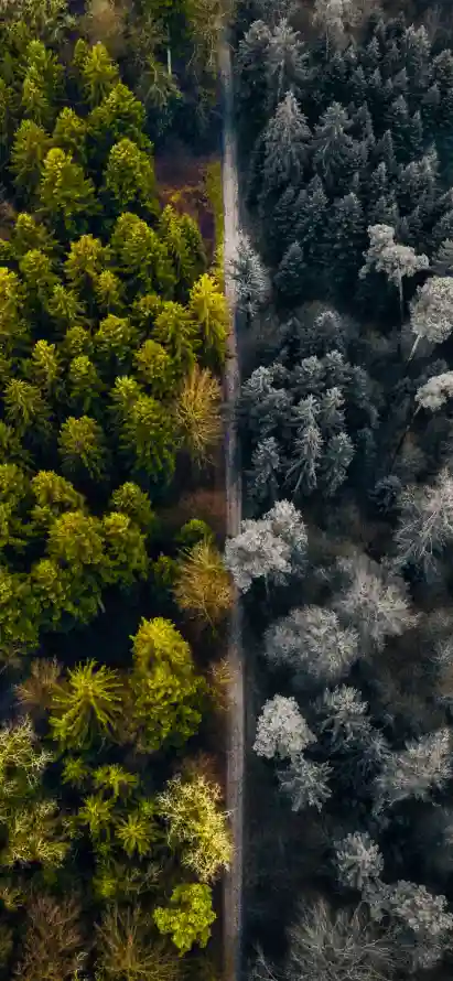 《植物群》手机壁纸-草壁纸-自然景观壁纸-陆地上的植物「哲风壁纸」