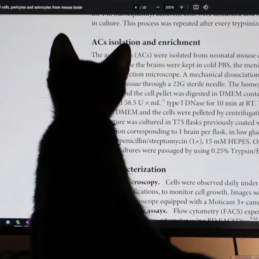 2k艺术壁纸-猫猫壁纸-《壁纸分享》「哲风壁纸」