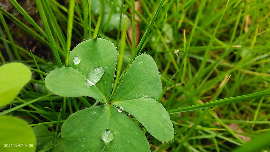 4k植物壁纸-绿色壁纸-热门的壁纸「哲风壁纸」