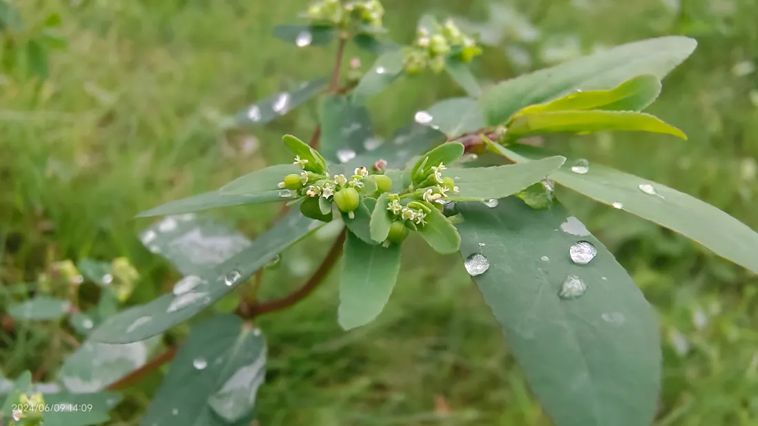 4k植物壁纸-绿色壁纸-壁纸网站「哲风壁纸」