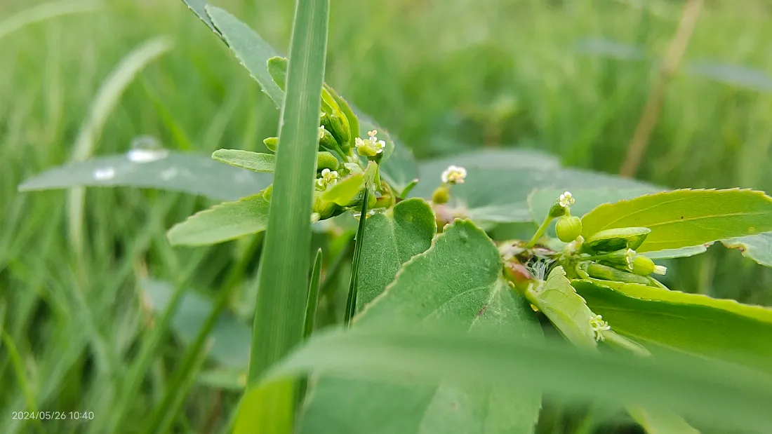 4k植物壁纸-绿色背景-壁纸分享「哲风壁纸」