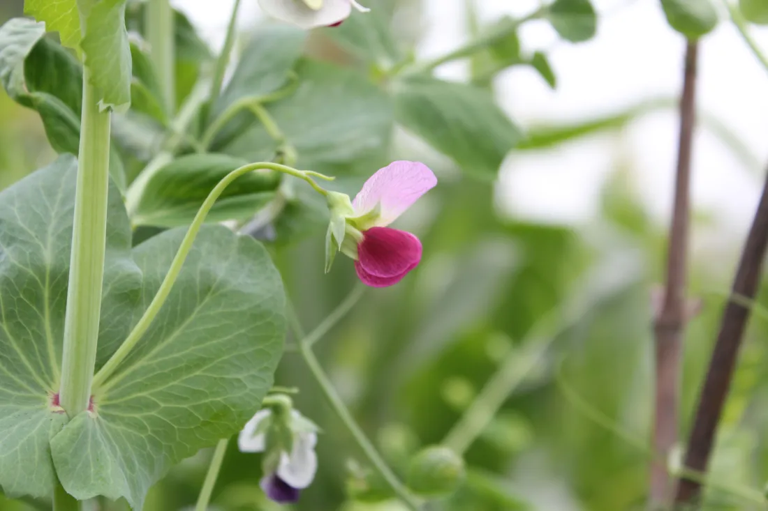 5k植物壁纸-绿色-壁纸分享「哲风壁纸」