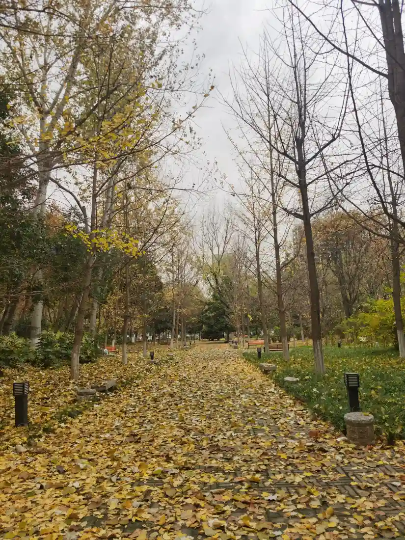 《风景》手机壁纸-秋背景图片 - 壁纸推荐「哲风壁纸」