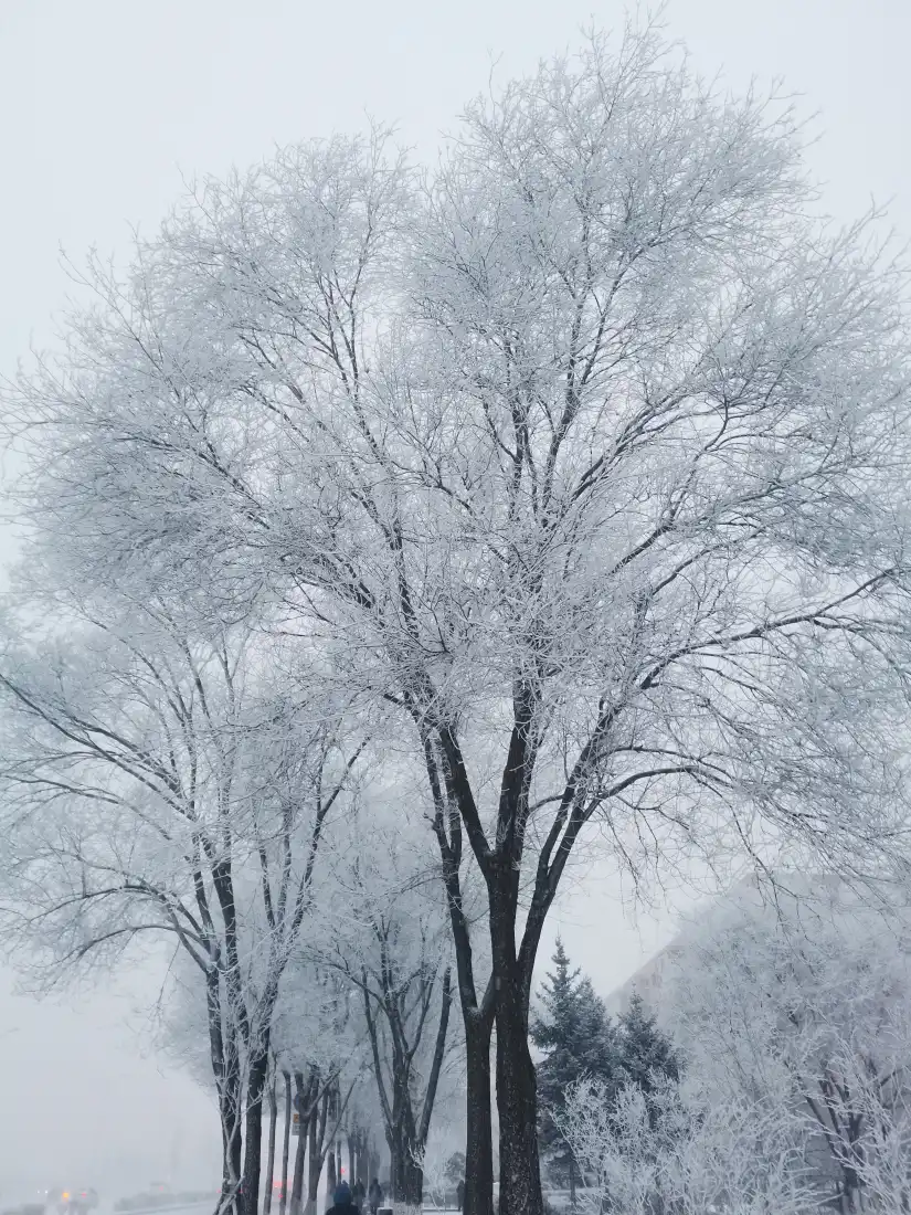 雾凇雪景壁纸｜哈尔滨冬季银装素裹树木背景图片「哲风壁纸」