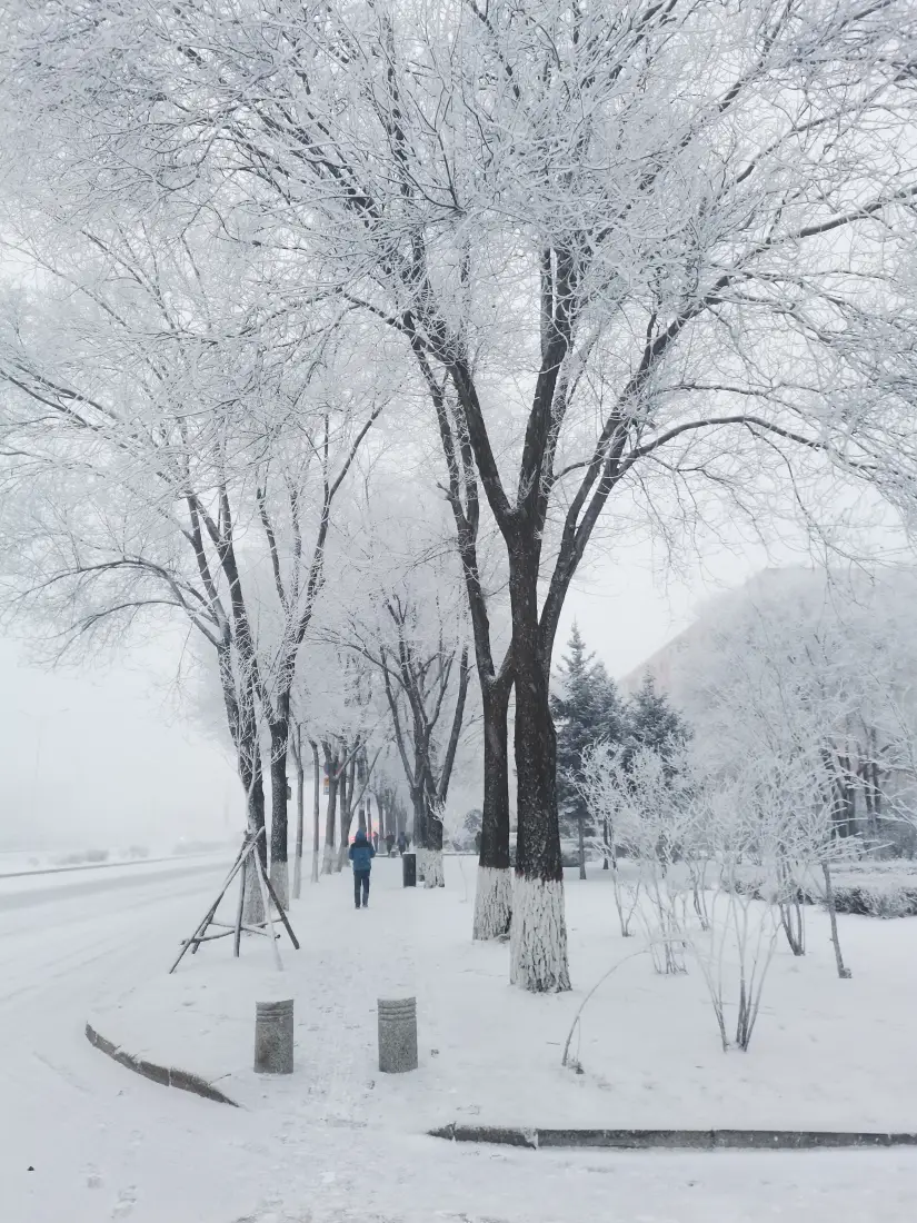 雪景树木壁纸｜银装素裹的冬日背景图片 - 下雪了「哲风壁纸」