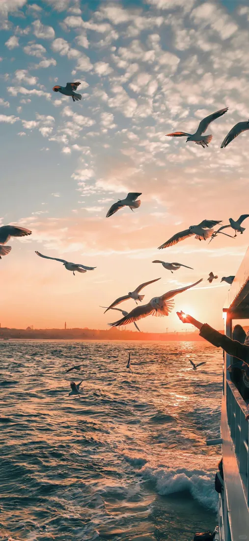 夕阳下的海鸥壁纸｜海上飞鸟背景图片 - 海鸥夕阳「哲风壁纸」