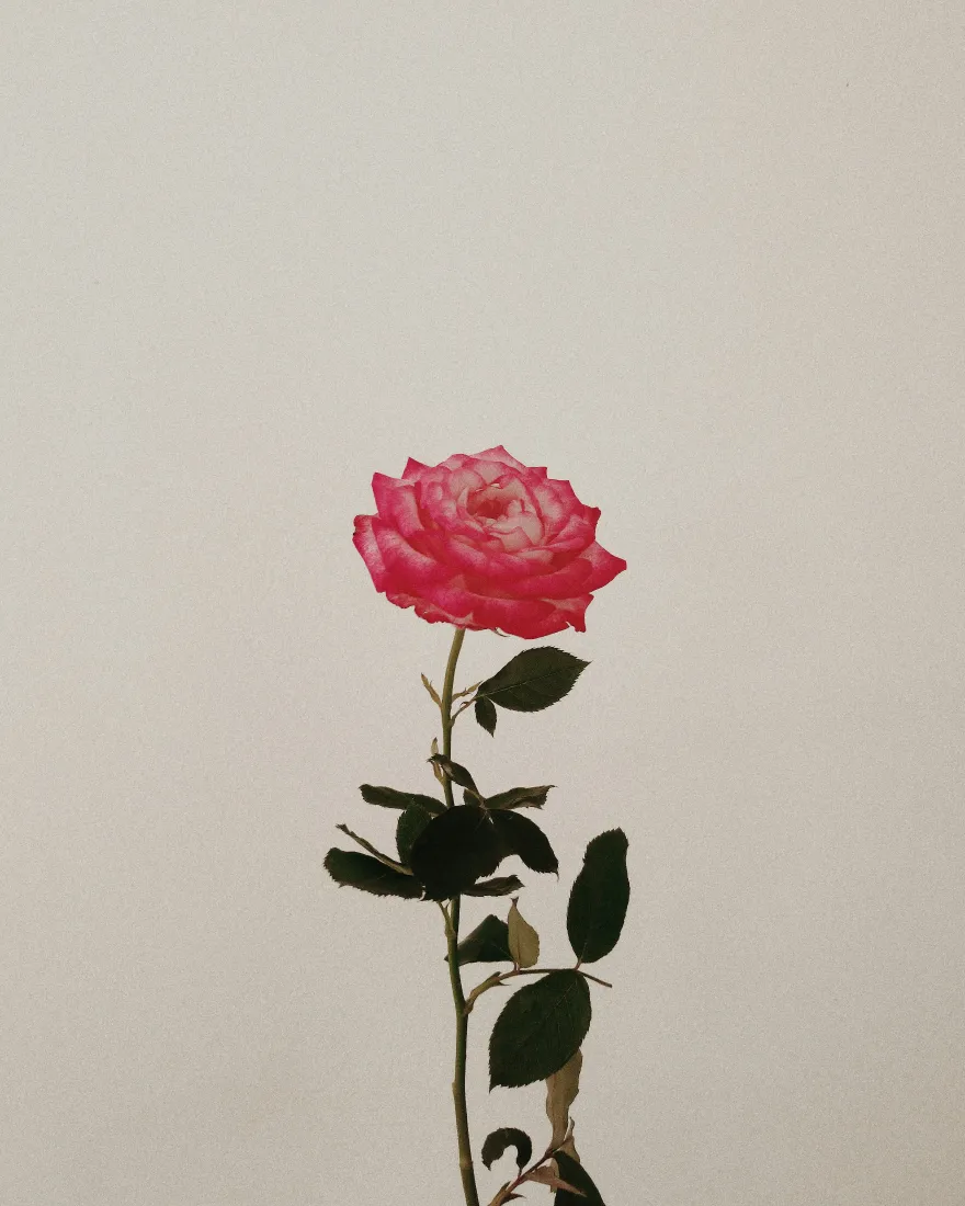 简约风一朵花背景图片 - 粉色玫瑰「哲风壁纸」
