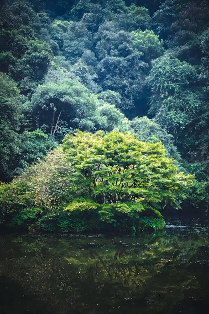 山林手机壁纸｜山野背景图片 - 清幽湖景绿树「哲风壁纸」