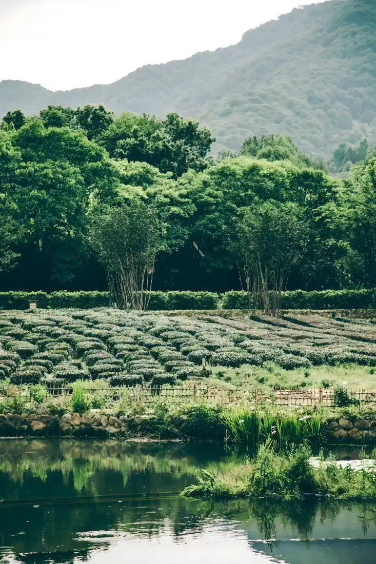 乡村手机壁纸｜庄稼背景图片 - 山水茶园景致「哲风壁纸」