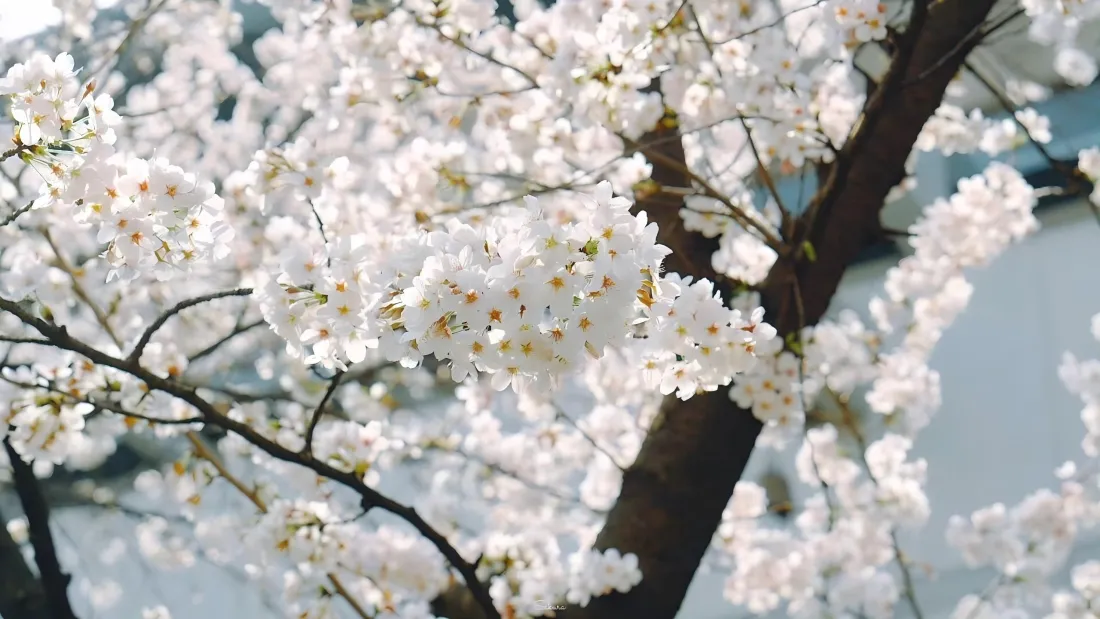 3k桃花风景壁纸｜春日烂漫背景图片 - 繁花满枝「哲风壁纸」